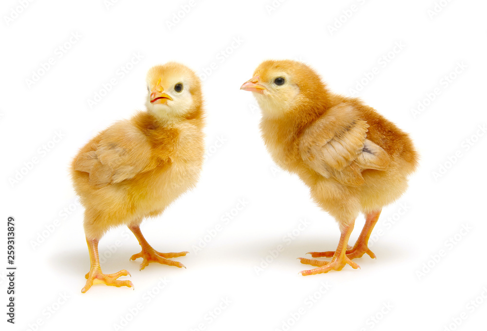  little newborn chickens isolated on white background