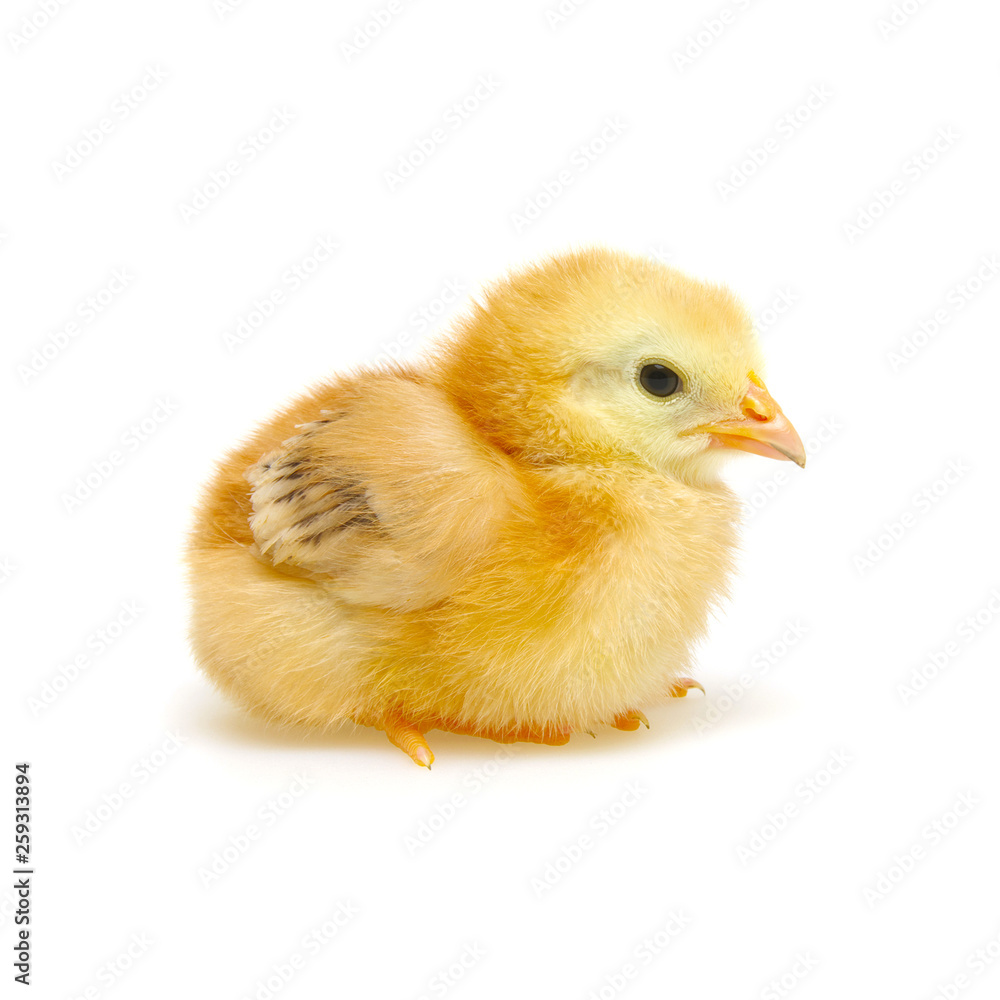  little newborn chickens isolated on white background