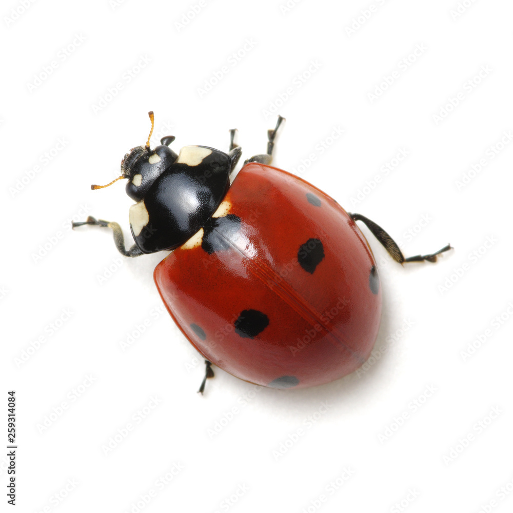 Ladybug isolated on white