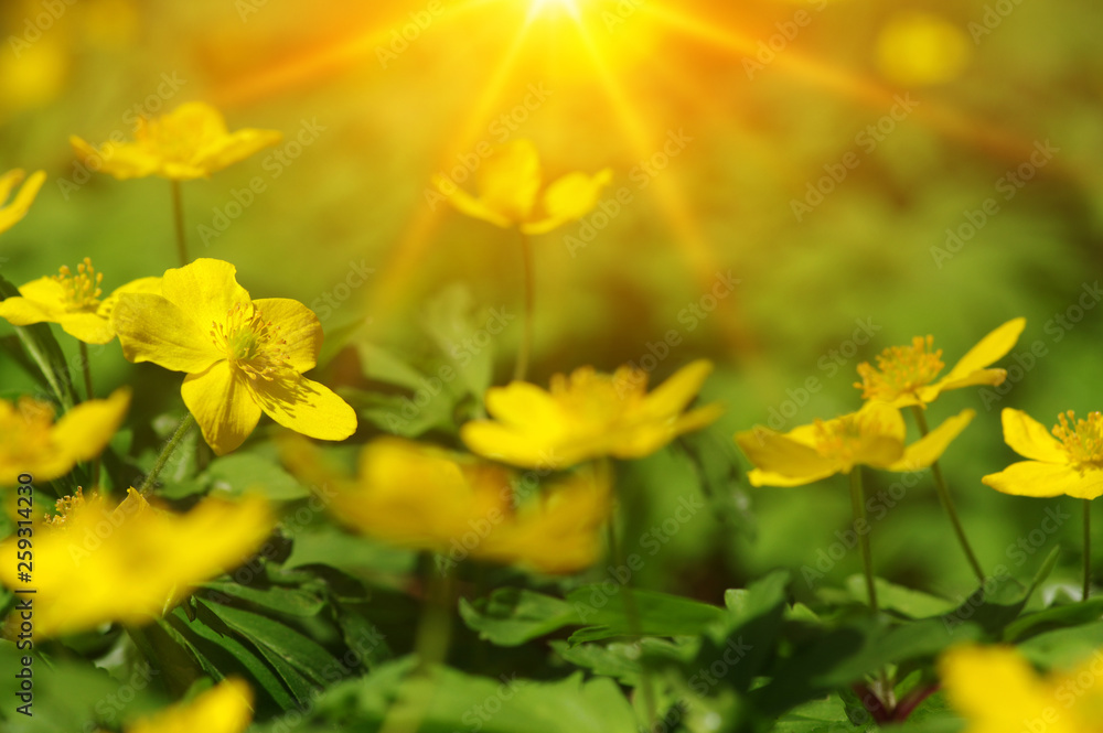 field of spring flowers