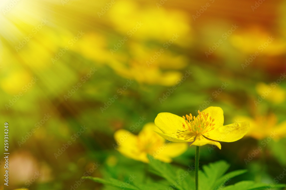 field of spring flowers