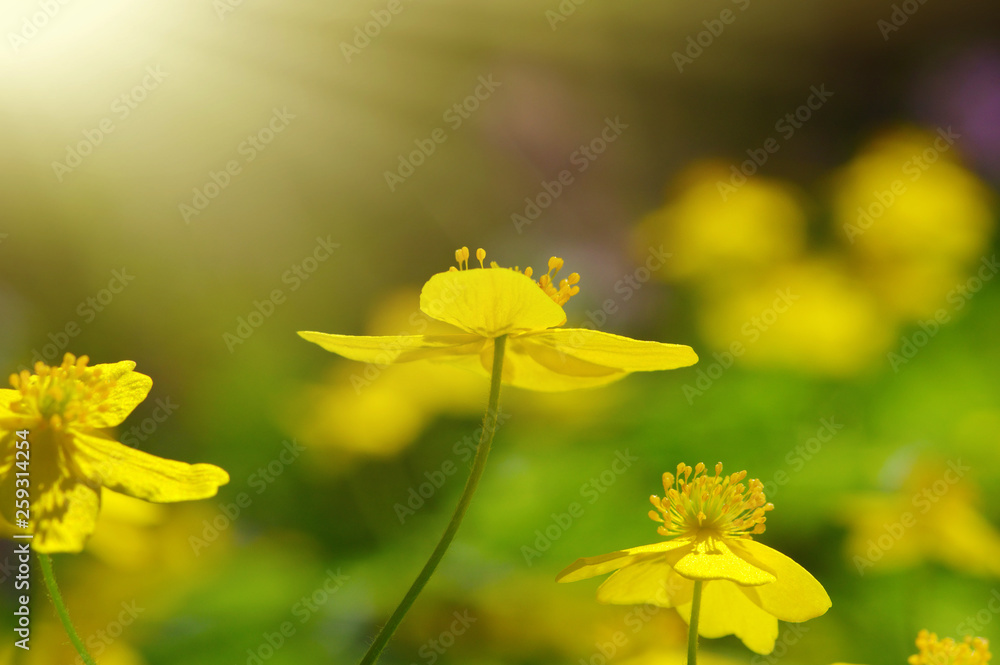 field of spring flowers