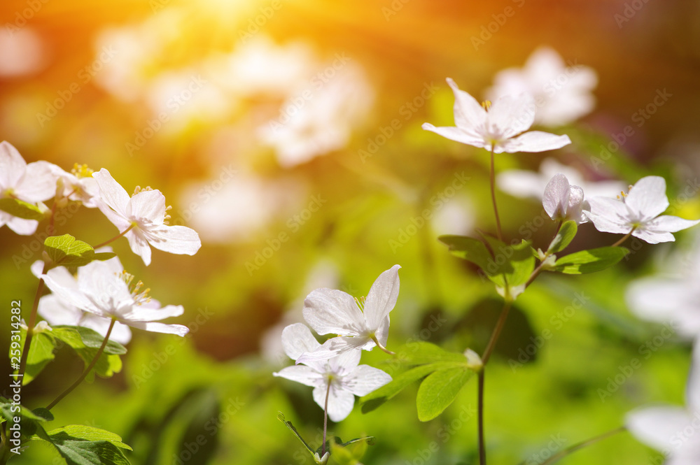 field of spring flowers