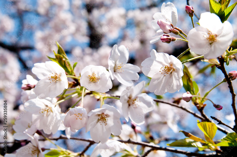 Scientific name is Cerasus ×yedoensis (Matsum.) Masam. & Suzuki ‘Somei-yoshino. 