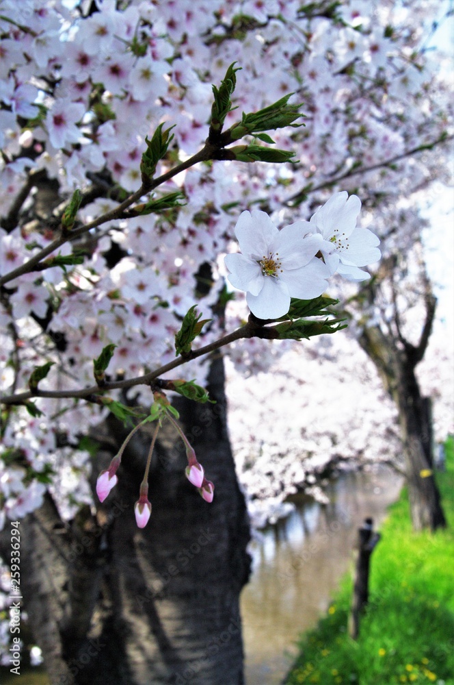 Scientific name is Cerasus ×yedoensis (Matsum.) Masam. & Suzuki ‘Somei-yoshino. 