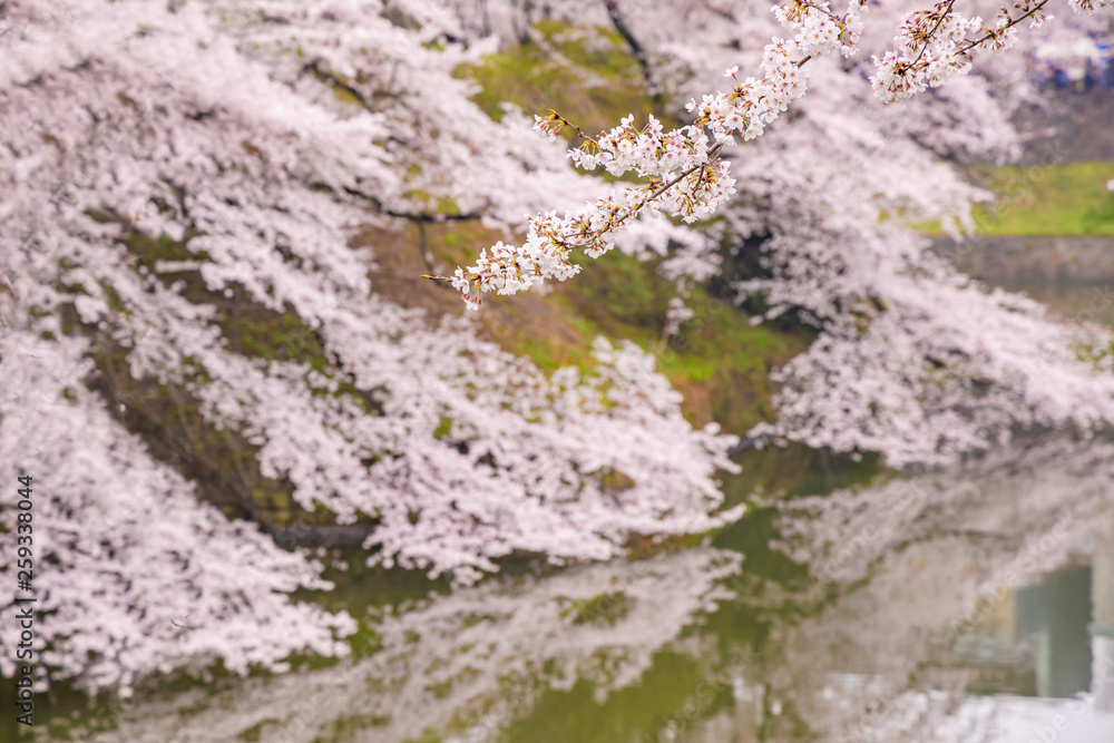 水辺に咲く満開の桜