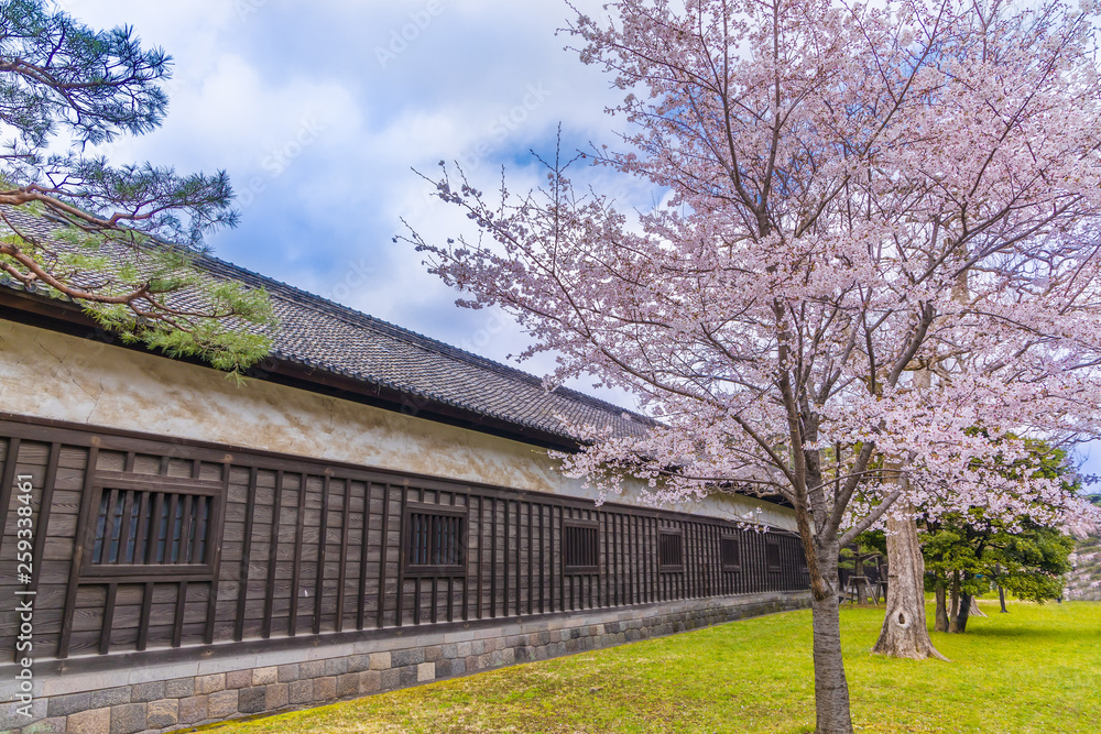 満開の桜