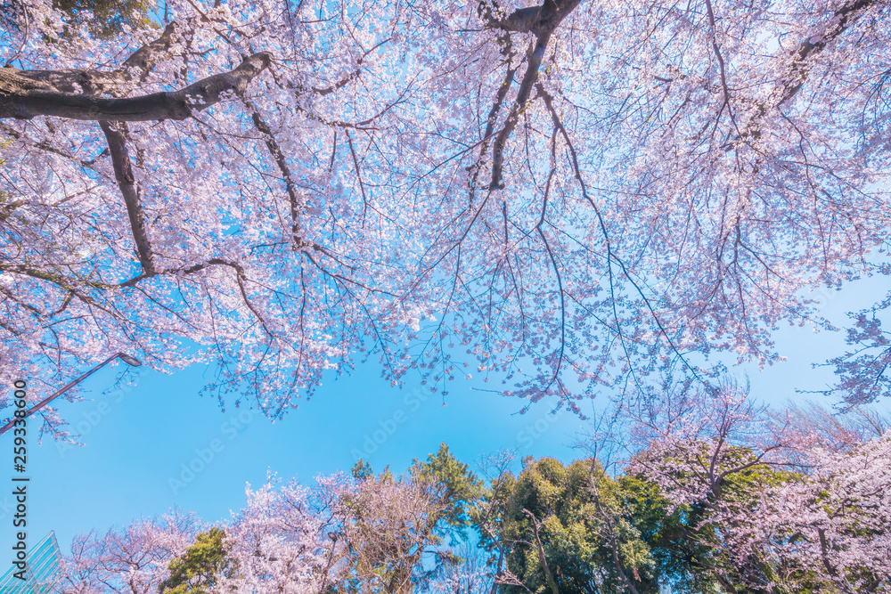 満開の桜