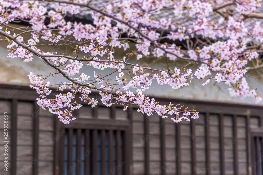 満開の桜