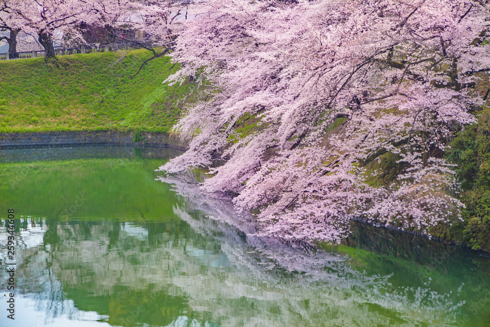 水辺に咲く満開の桜