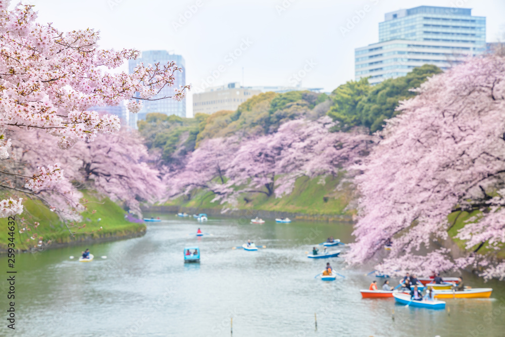 水辺に咲く満開の桜