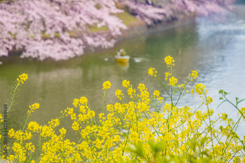 水辺に咲く菜の花と桜