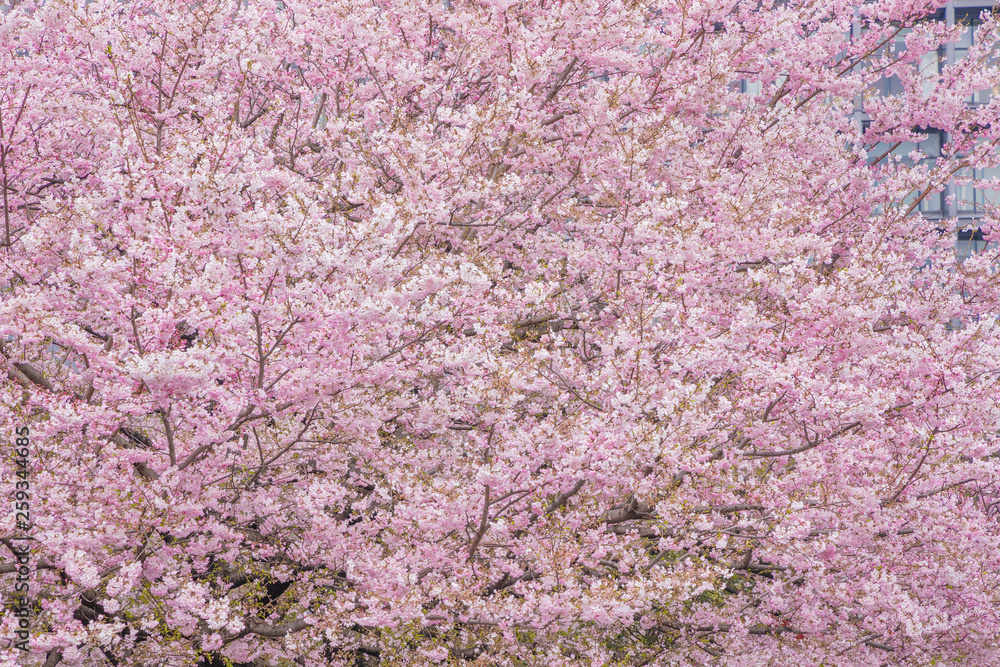 満開の桜