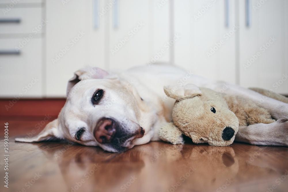 Old dog in home kitchen