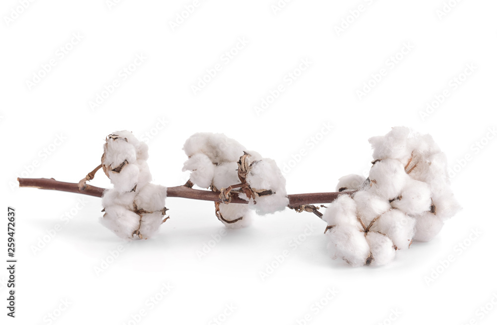 Cotton flowers on white background