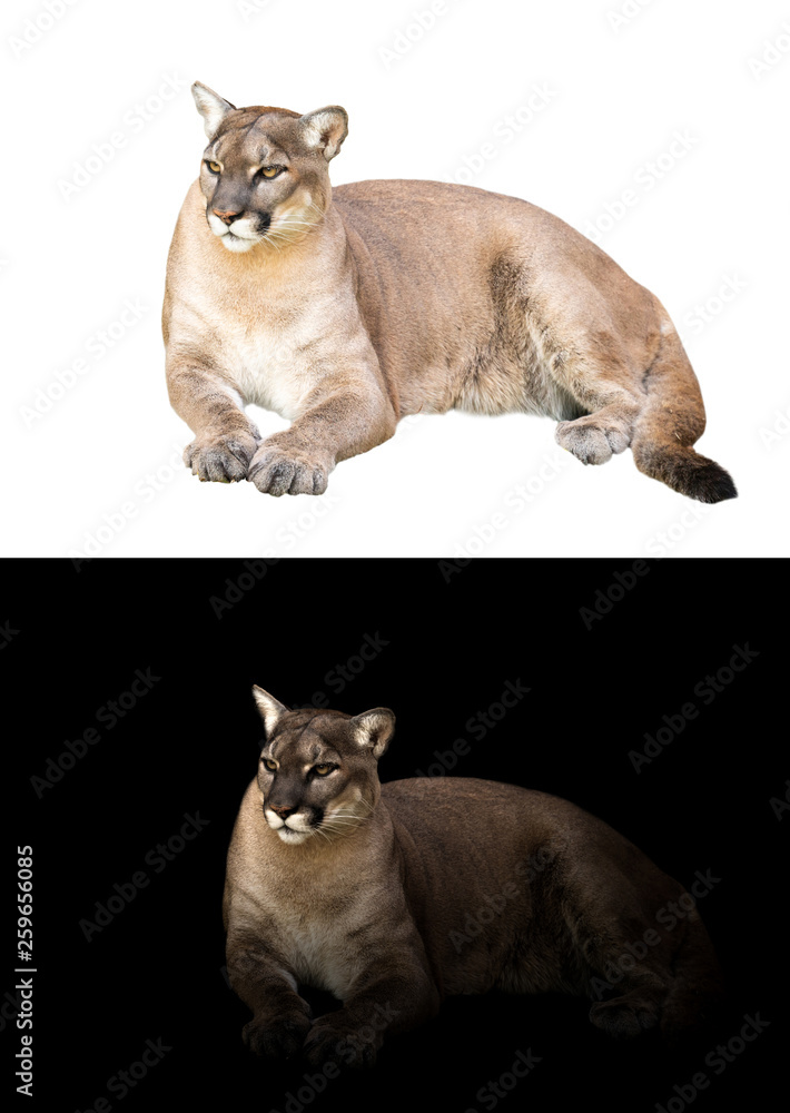 puma or cougar in dark and white background