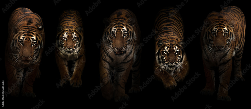 tiger (Panthera tigris) in dark background