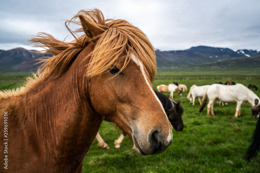 Icelandic horse in the field of scenic nature landscape of Iceland. The Icelandic horse is a breed o