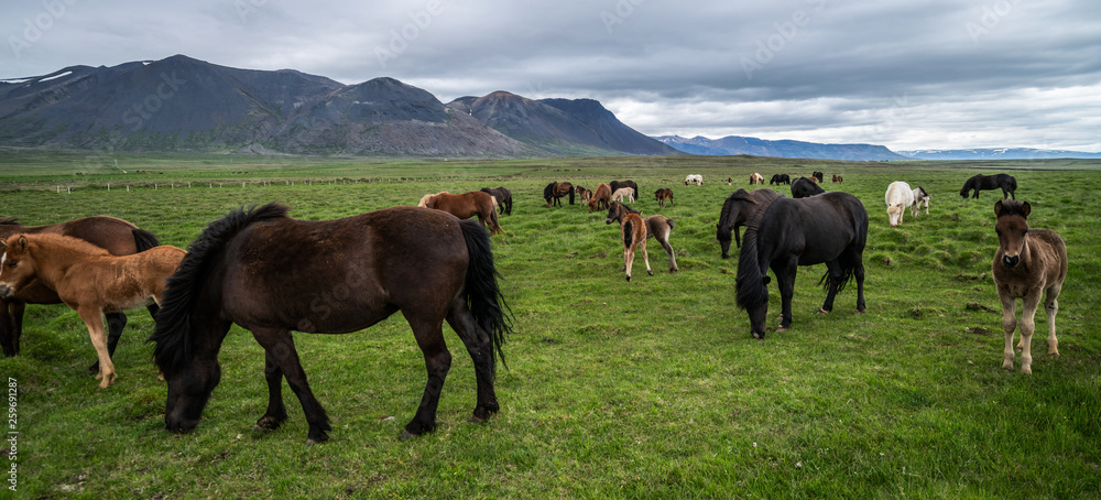 Icelandic horse in the field of scenic nature landscape of Iceland. The Icelandic horse is a breed o