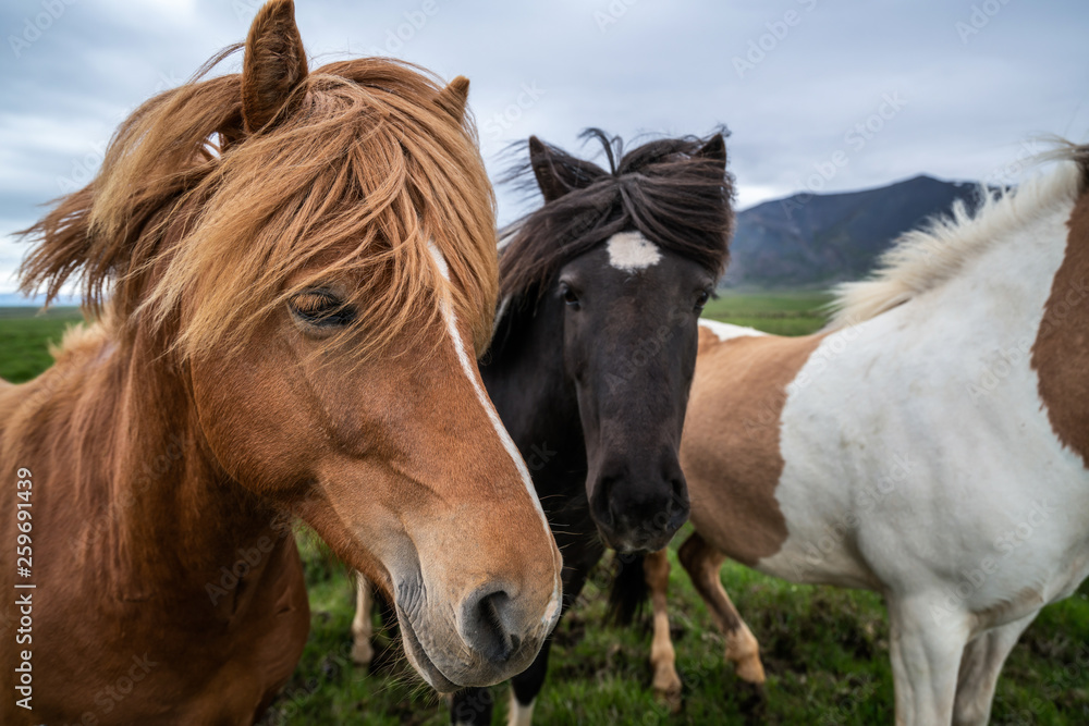 Icelandic horse in the field of scenic nature landscape of Iceland. The Icelandic horse is a breed o