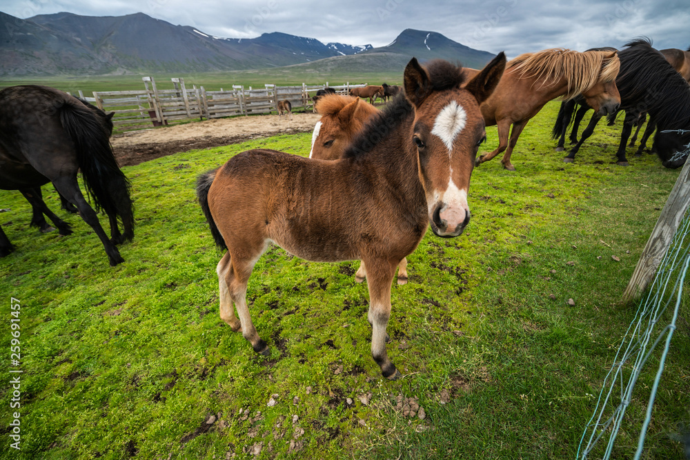 Icelandic horse in the field of scenic nature landscape of Iceland. The Icelandic horse is a breed o