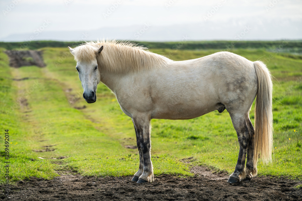 Icelandic horse in the field of scenic nature landscape of Iceland. The Icelandic horse is a breed o