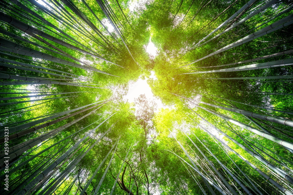 Arashiyama Bamboo Forest famous place in Kyoto Japan. - The Arashiyama Bamboo Grove is one of Kyoto’