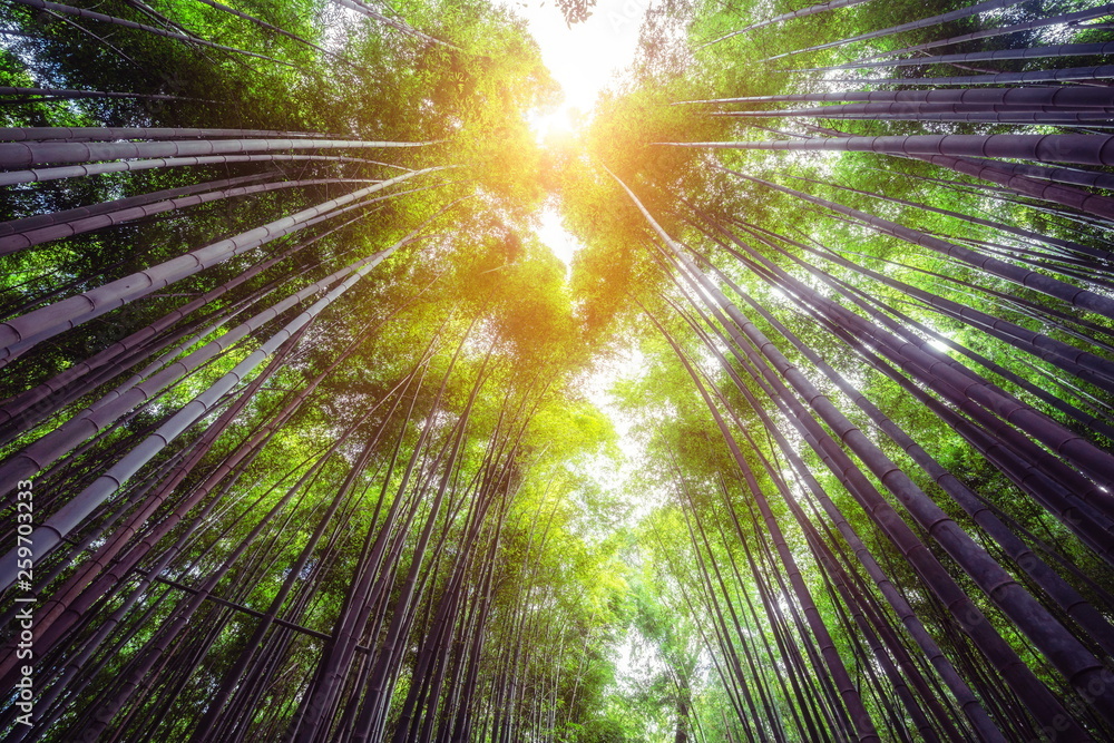 Arashiyama Bamboo Forest famous place in Kyoto Japan. - The Arashiyama Bamboo Grove is one of Kyoto’