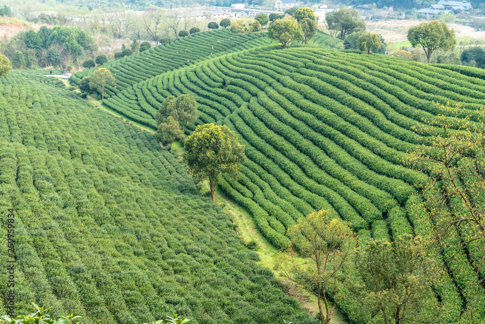 中国杭州龙井茶园