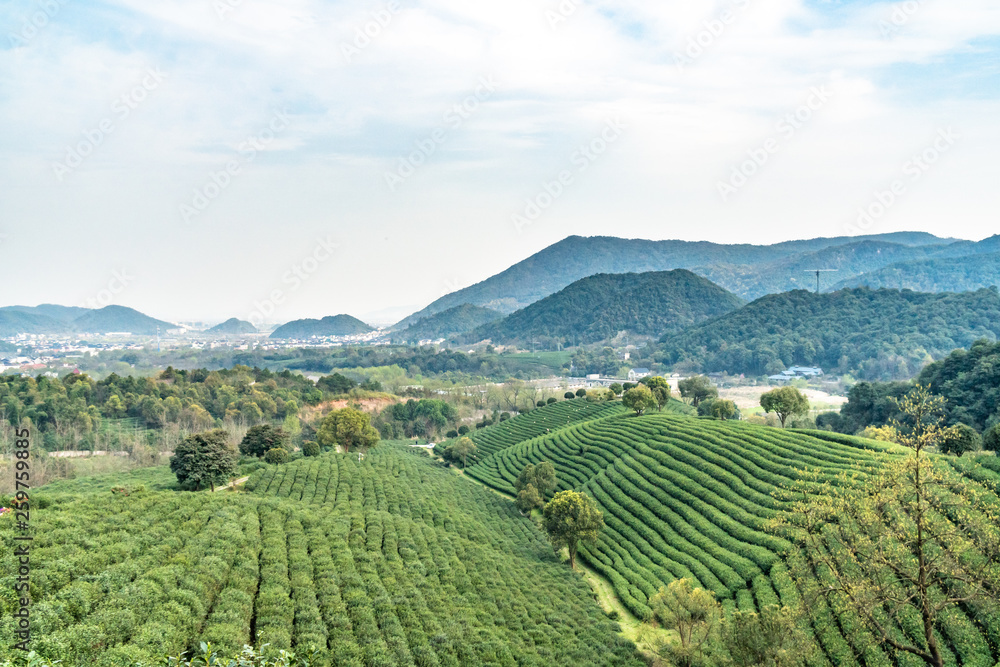 longjing tea garden in hangzhou china