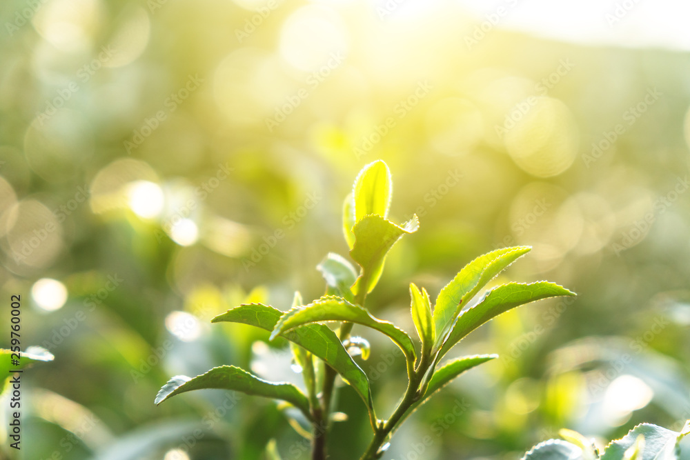 close-up of tea leaf 