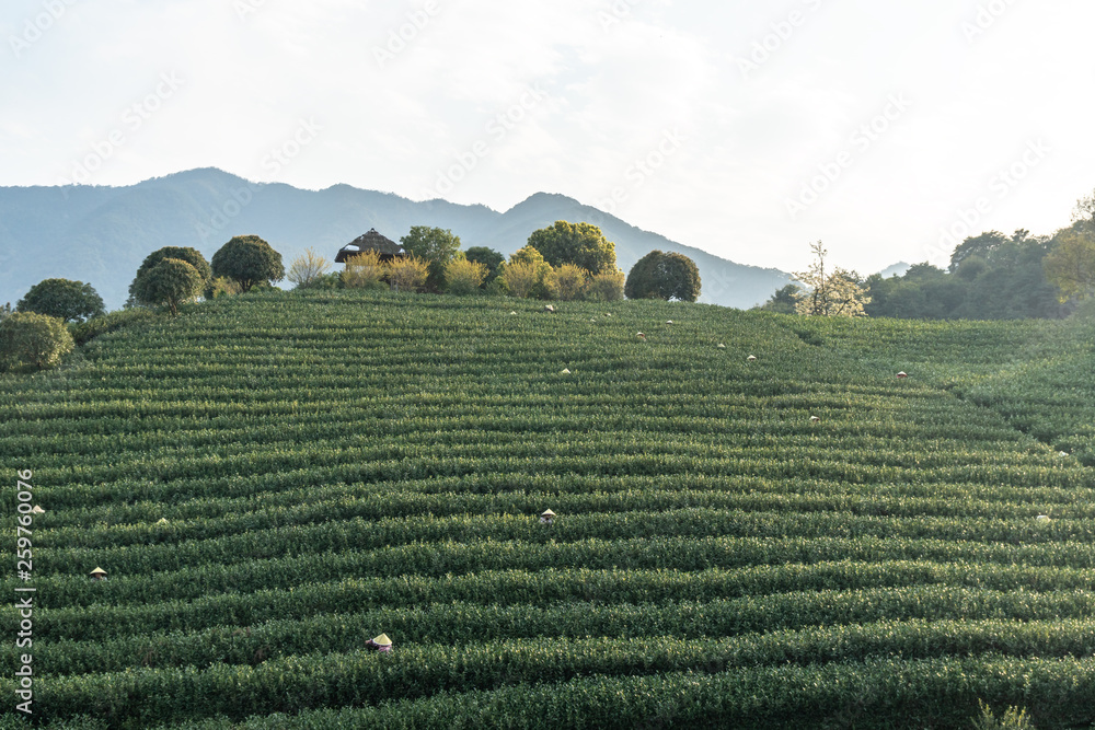 中国杭州龙井茶园