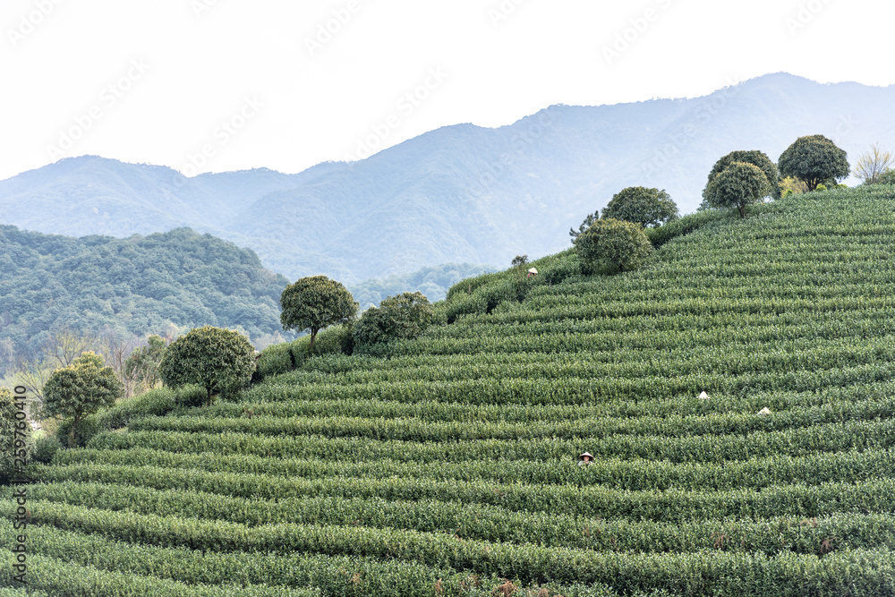 中国杭州茶园景观