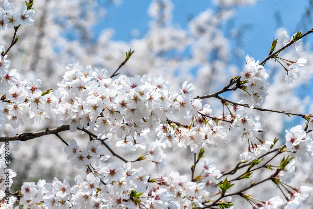 sakura in japan