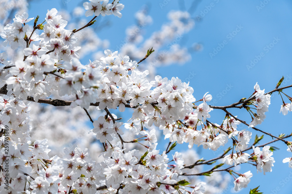 sakura in park