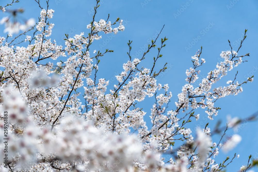 sakura in japan