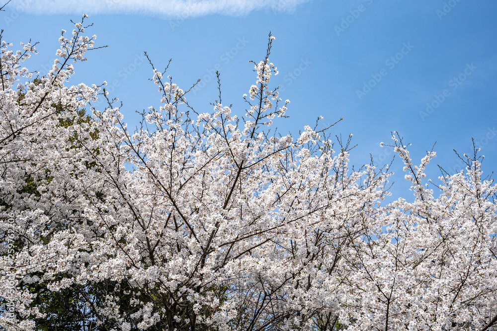 tree in spring