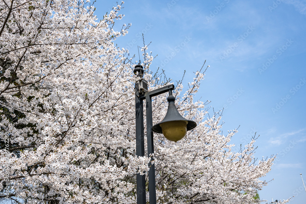 sakura in japan