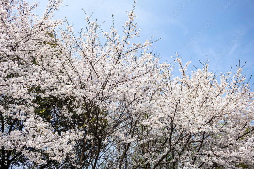 公园里的樱花