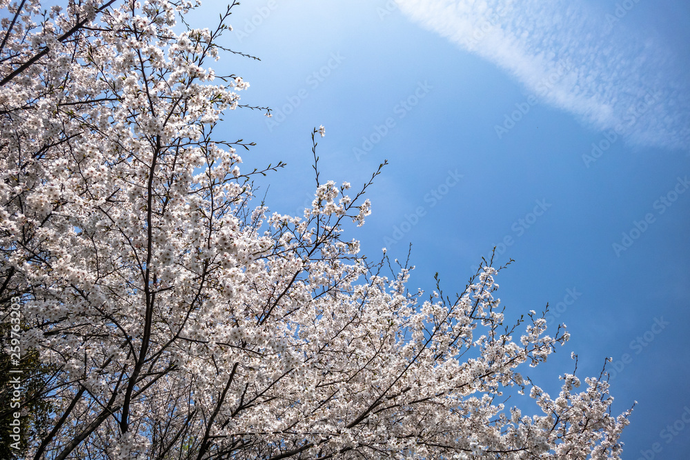 sakura in japan