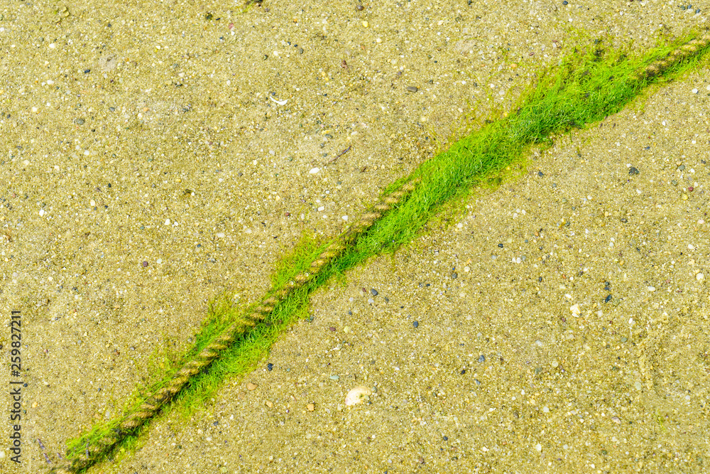 躺在海滩上的又旧又细的绳子，绿色的苔藓或藻类