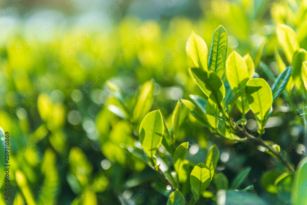 新鲜的茶叶芽和叶子。茶园。