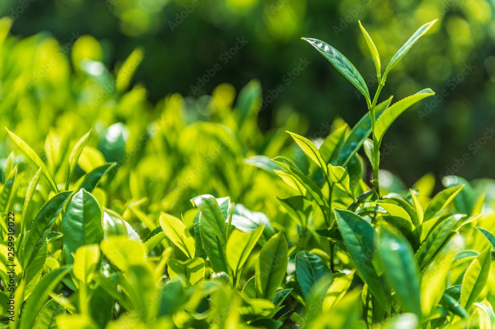 新鲜的茶叶芽和叶子。茶园。