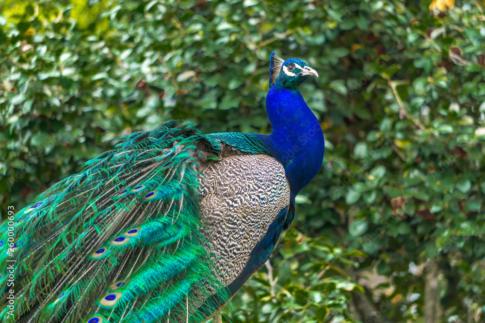 peacock with feathers out