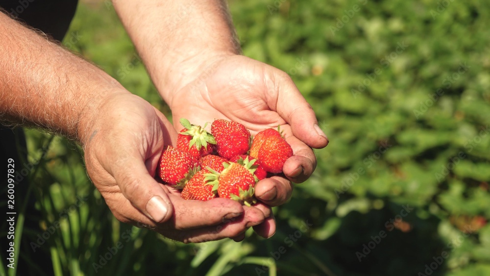 Fresh strawberry on beautiful woman hand with strawberry leaf on background. close-up