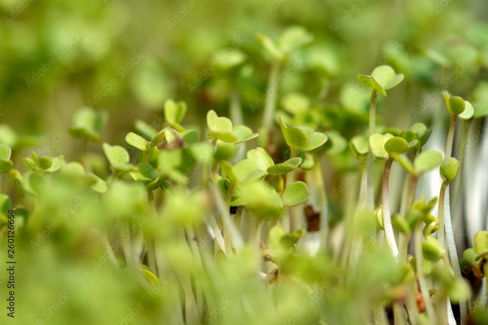 Microgreen sprouts raw sprouts