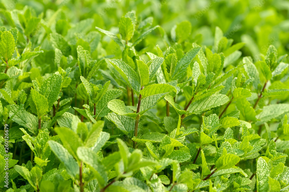 薄荷植物长在菜园里