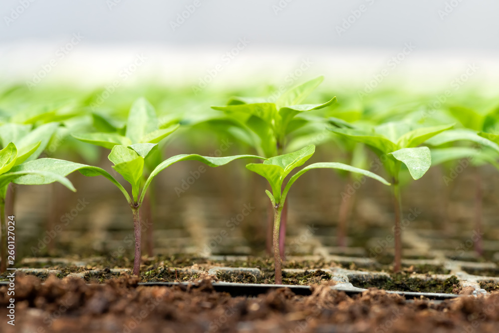 Small seedlings growing in cultivation tray