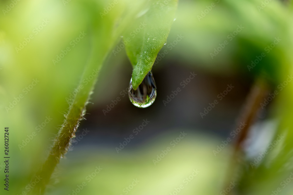 Water drop on a leaf macro shot