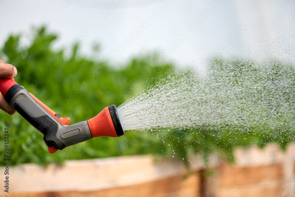 Watering plant in greenhouse garden